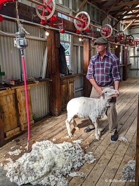 In less than five minutes, this sheep has lost its heavy coat