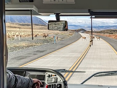The last of the guanaco (Lama guanicoe) that we saw on this trip