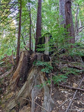 There were many cut stumps on this trail, but all were showing multiple generations of new growth