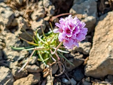 Sea thrift (Armeria maritima)