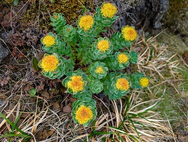 Roseroot (Rhodiola rosea)