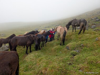 The horses surround Dan and David