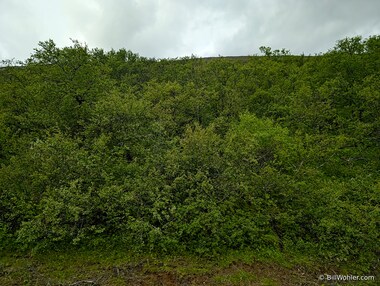 The closest thing approximating a forest that we've seen