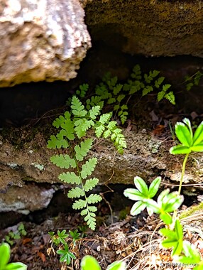 ...which hid delicate little treasures like this fern