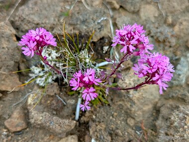 Alpine catchfly (Viscaria alpina)