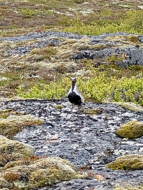 European golden plover (Pluvialis apricaria)