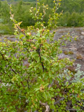 Dwarf birch (Betula nana)