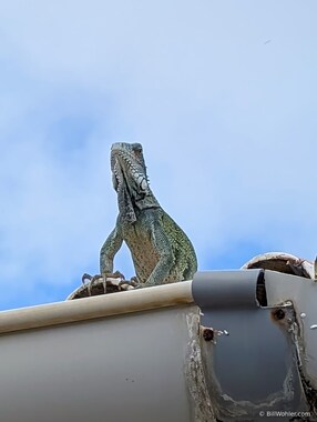 A green iguana (Iguana iguana) keeps watch from the roof.