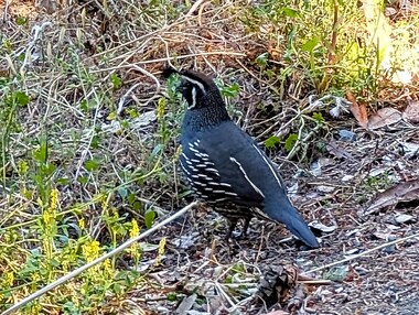California quail (Callipepla californica).