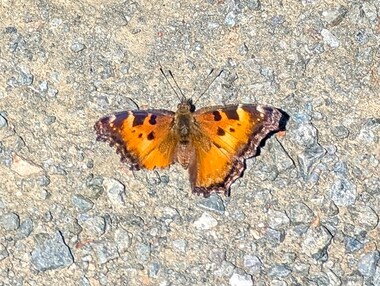 California tortoiseshell (Nymphalis californica)