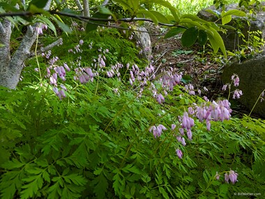 Pacific bleeding heart (Dicentra formosa)