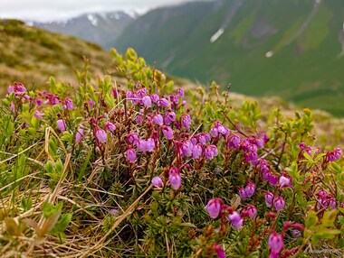Blue mountain-heath (Phyllodoce caerulea)