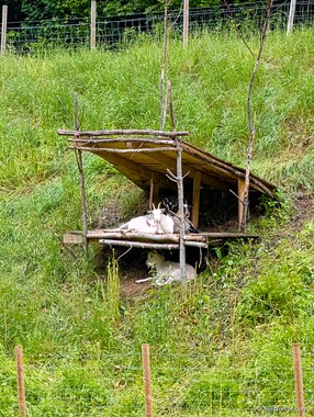 The house goats take refuge from the rain.
