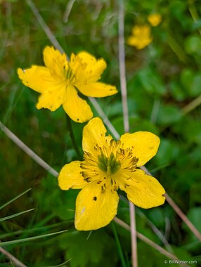 Dicots (Class Magnoliopsida)