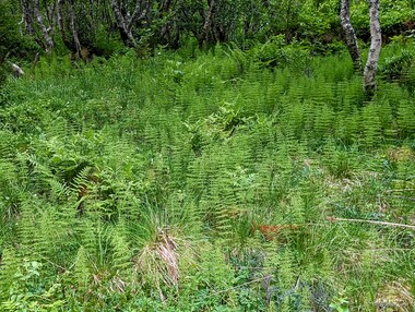 Water horsetail (Equisetum fluviatile)