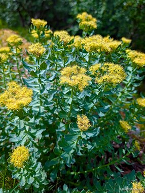Roseroot (Rhodiola rosea)