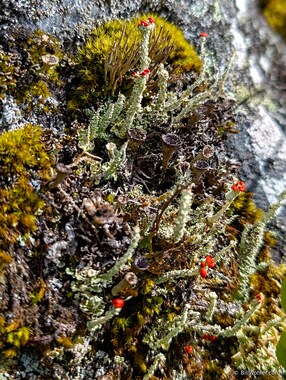 Toy soldiers (Cladonia bellidiflora)