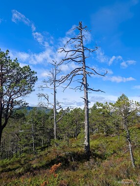 The consensus was that these trees died of old age, and not by fire or disease, and certainly not by drought.